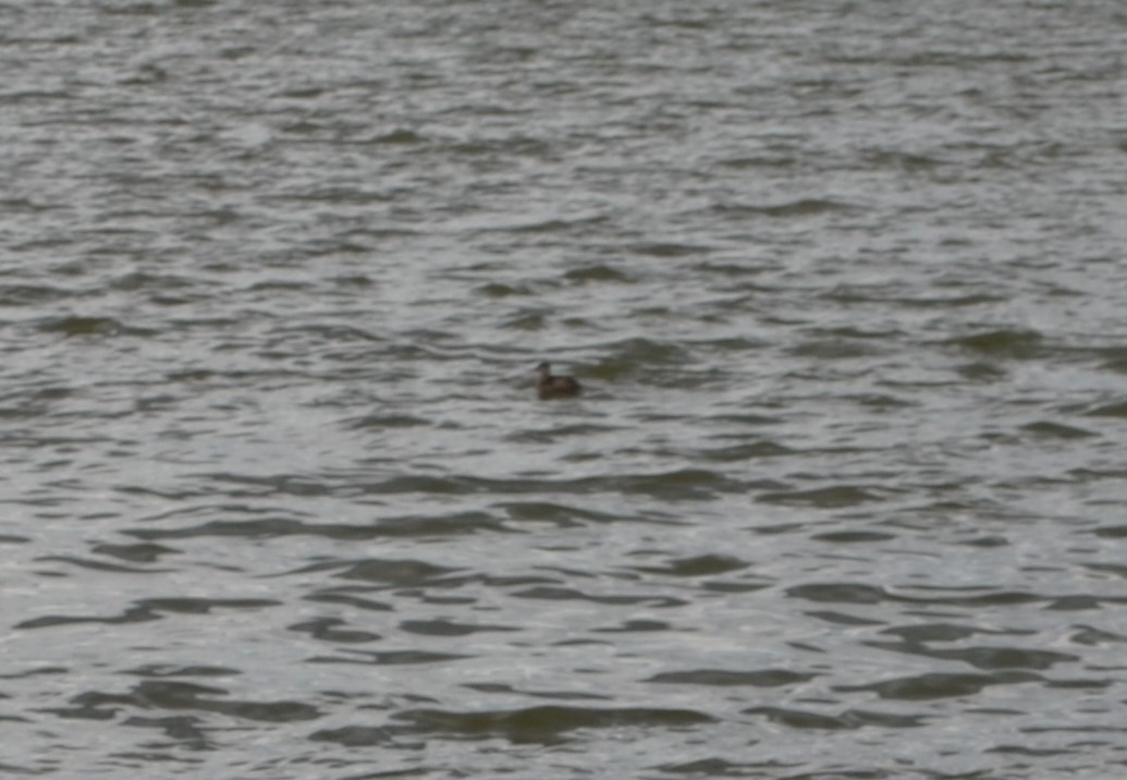 Ruddy Duck - ML260450951