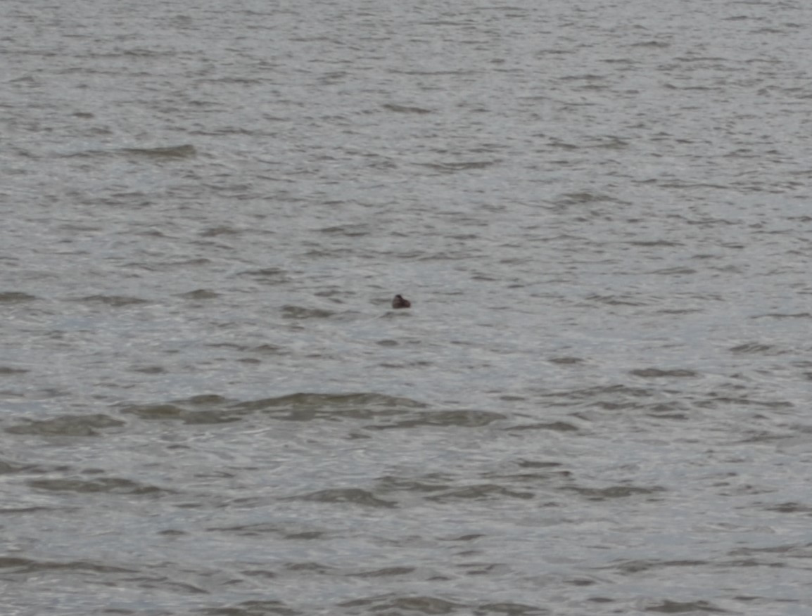 Ruddy Duck - ML260450971