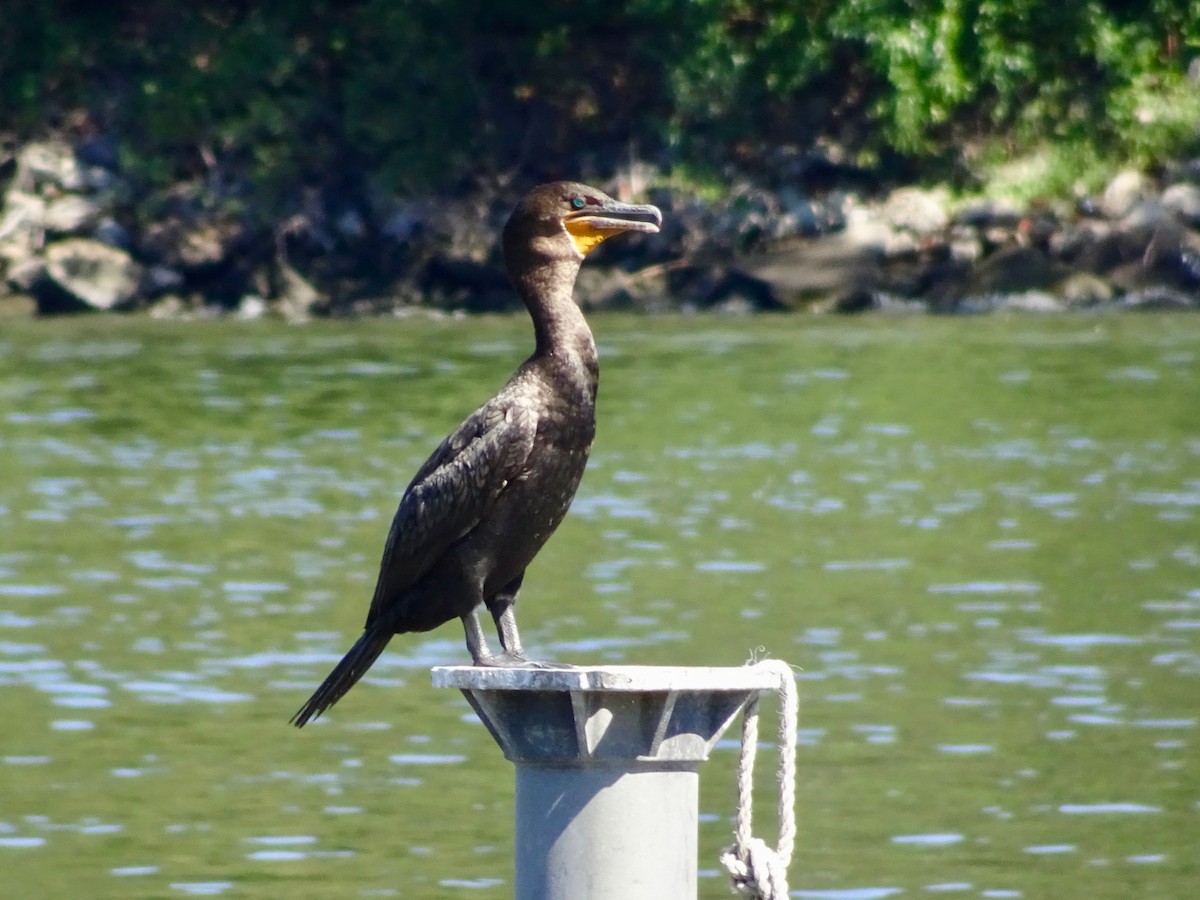 Double-crested Cormorant - ML260451601