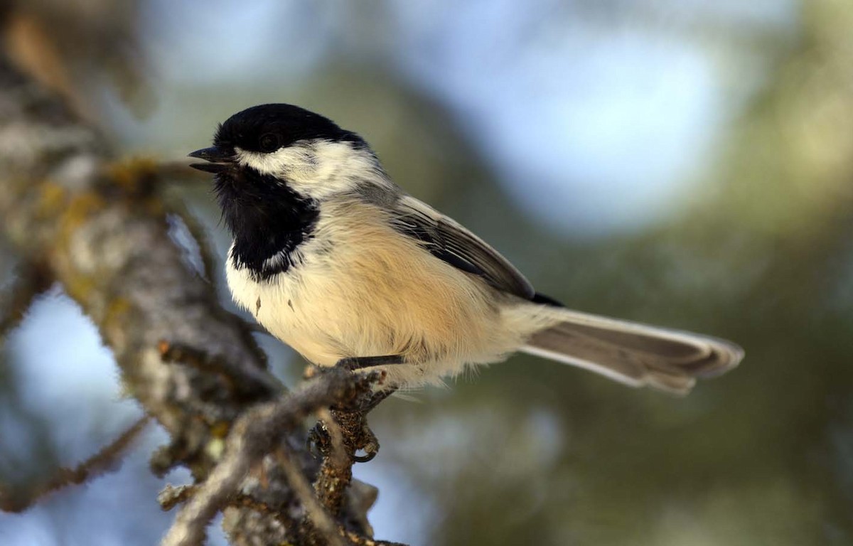 Black-capped Chickadee - ML260452861