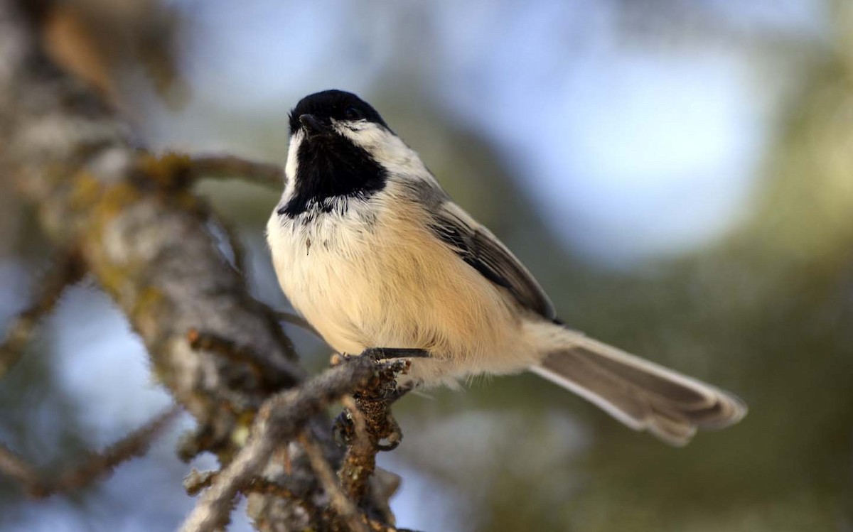 Black-capped Chickadee - ML260452911