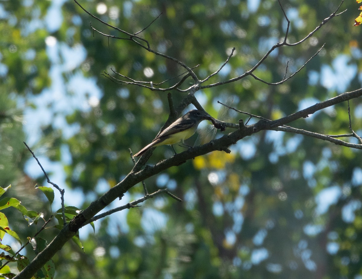 Great Crested Flycatcher - ML260453201
