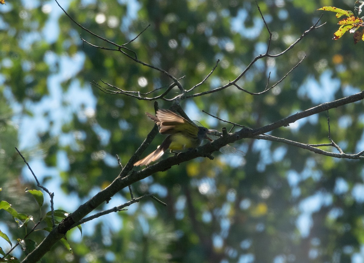Great Crested Flycatcher - ML260453211