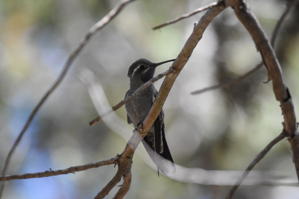 Blue-throated Mountain-gem - Pedro Miranda