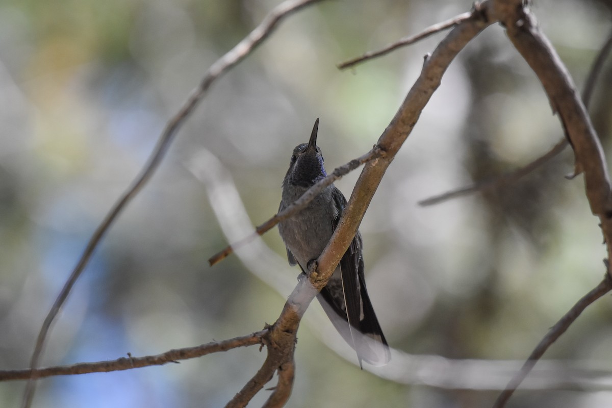 Blue-throated Mountain-gem - Pedro Miranda