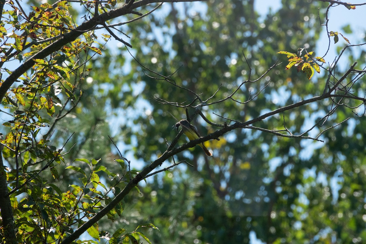 Great Crested Flycatcher - ML260453431