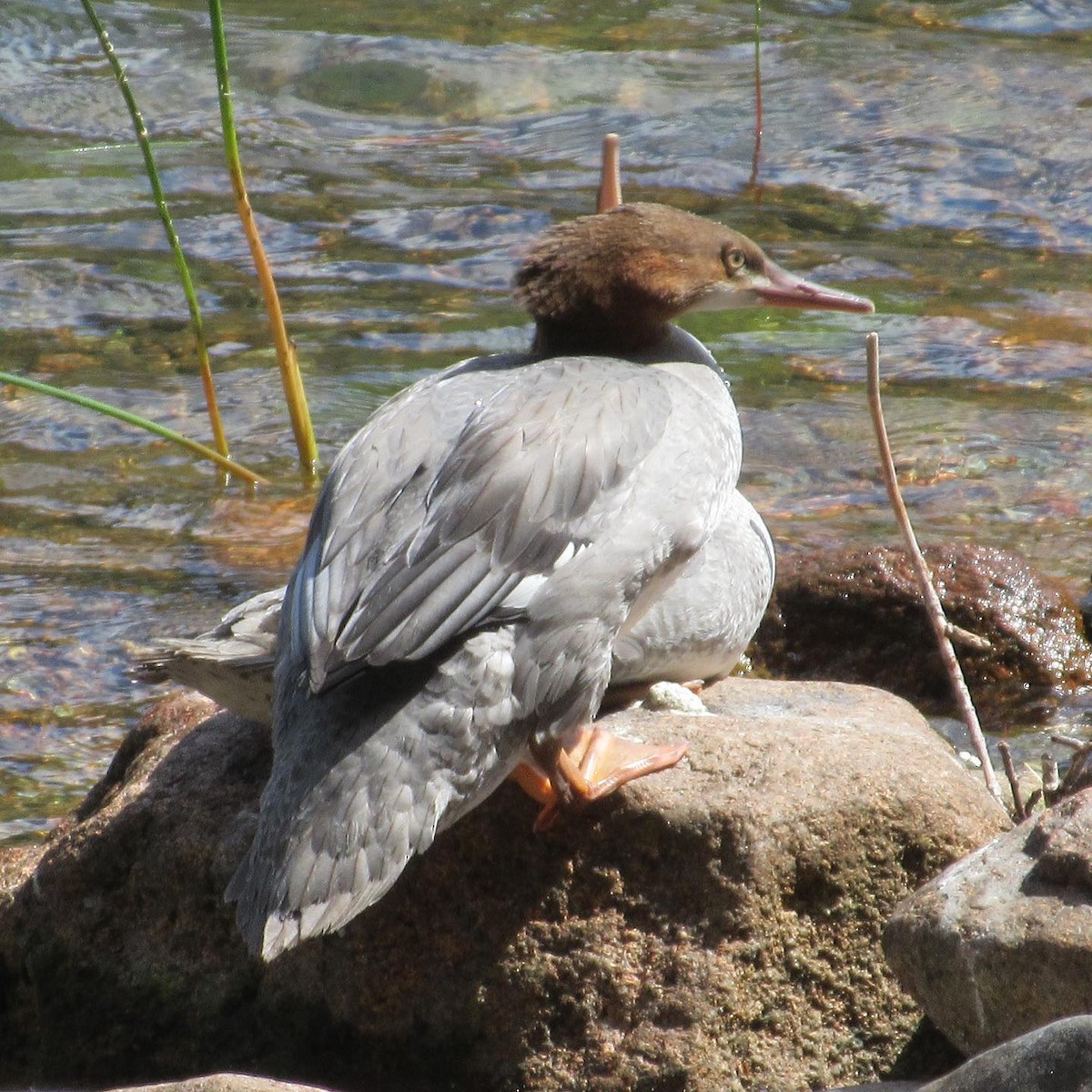 Common Merganser - ML260455441