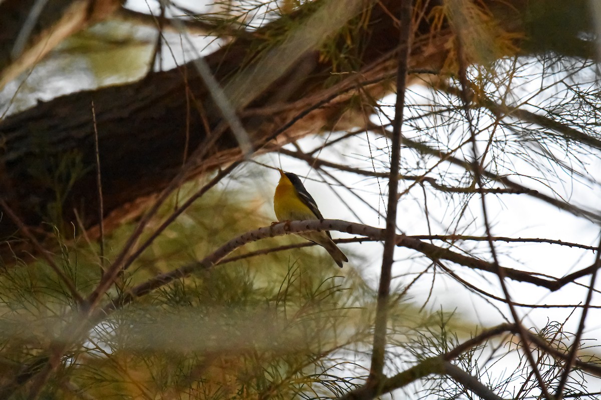 Tropical Parula - ML260455771