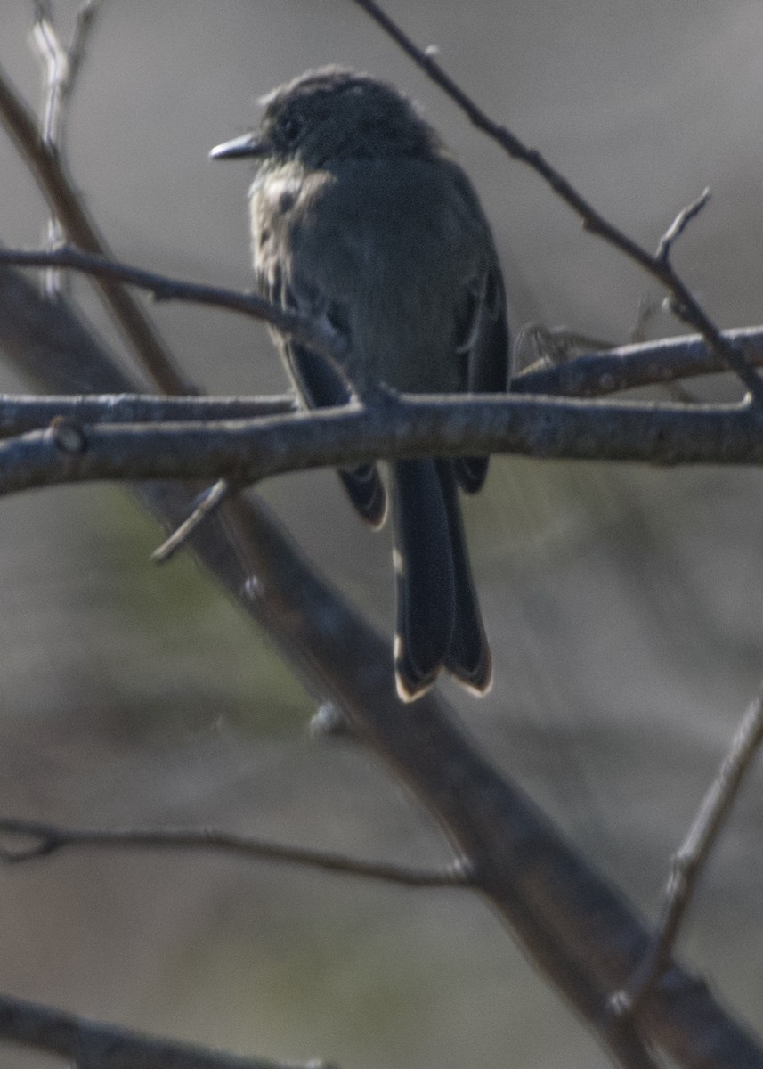 Eastern Phoebe - Susan Barnard