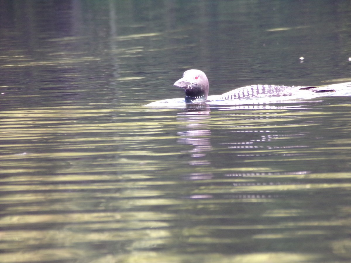 Common Loon - ML260457451