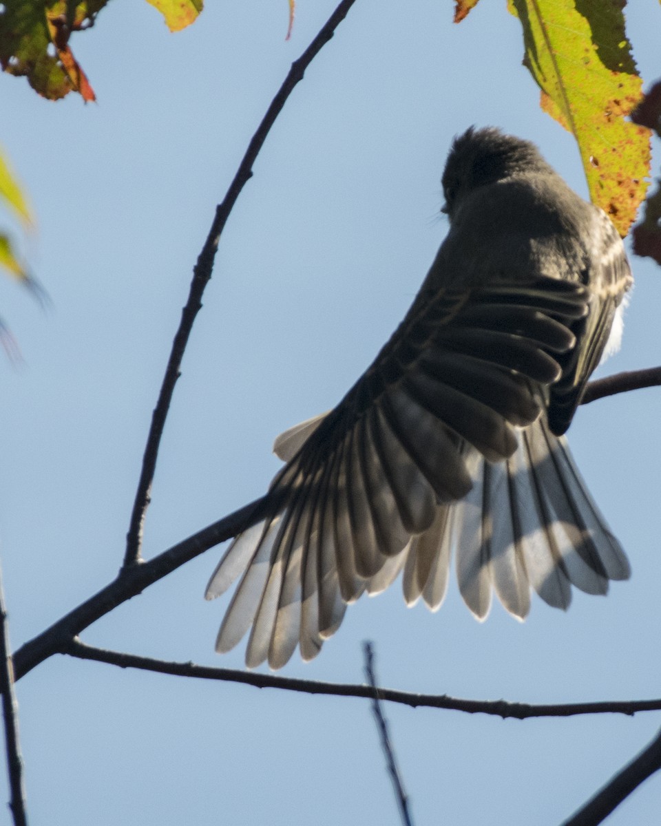 Eastern Phoebe - ML260457921