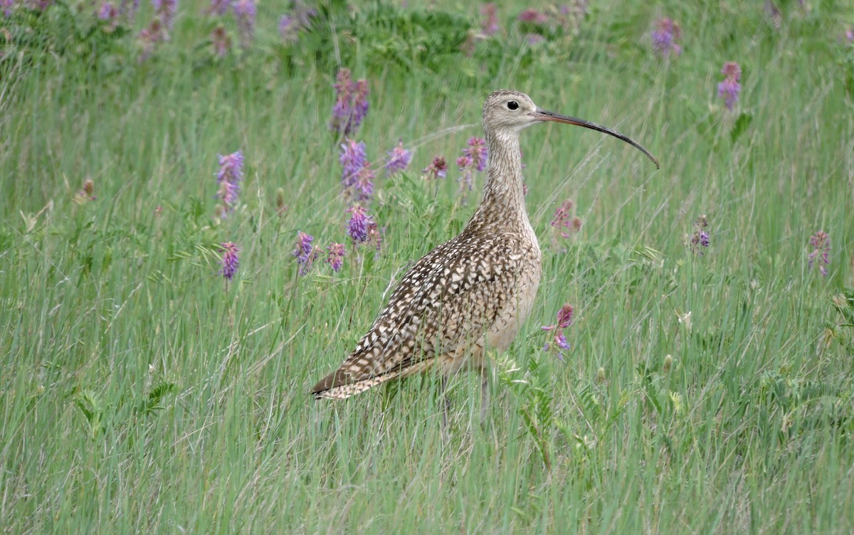 Long-billed Curlew - ML26045861