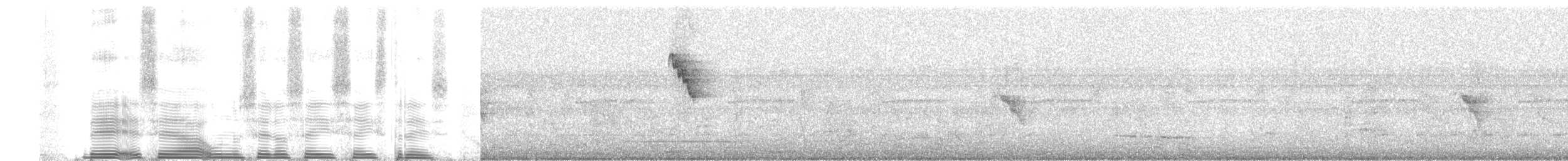 Светлобрюхий колибри-отшельник - ML260459