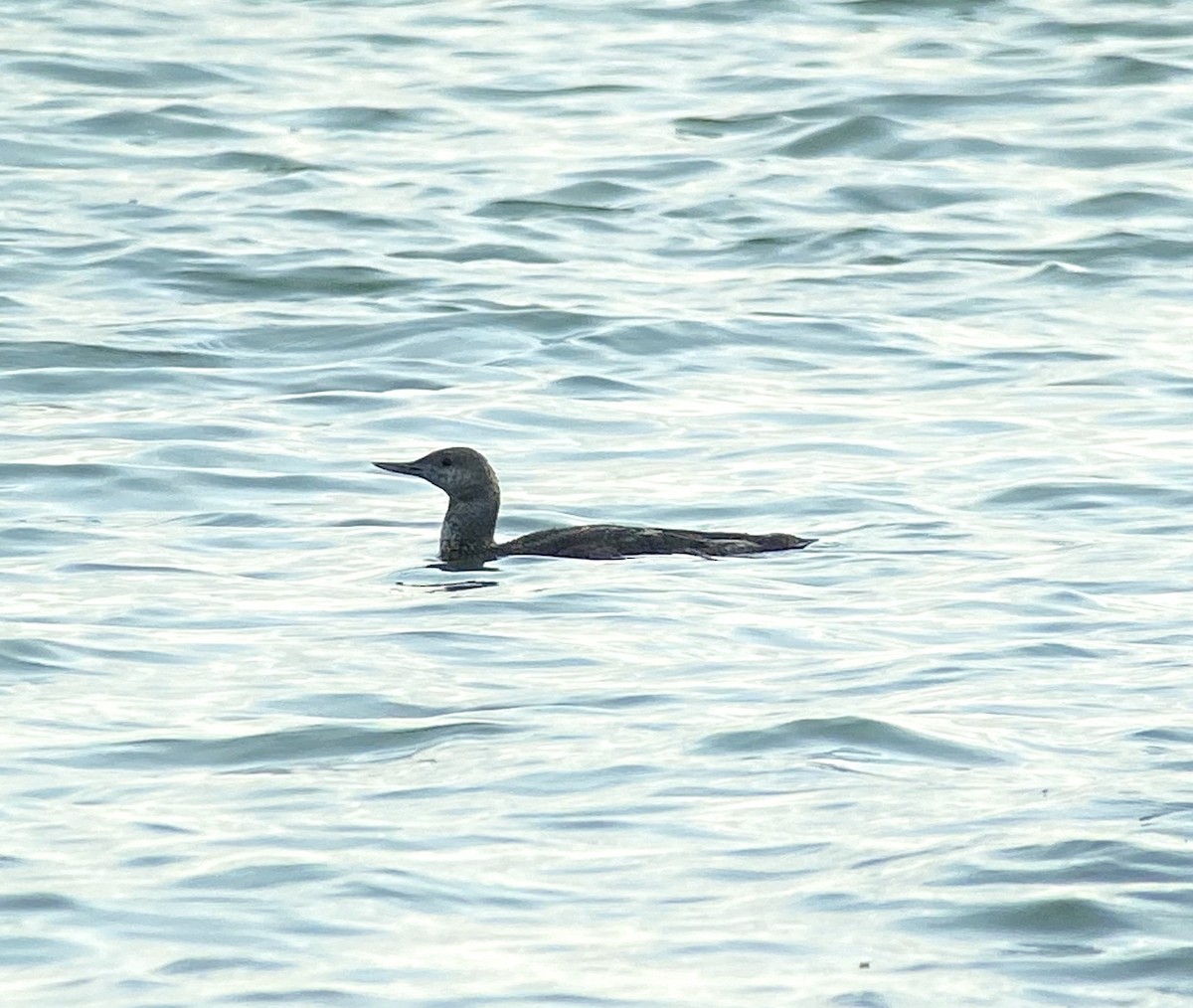 Red-throated Loon - ML260459051