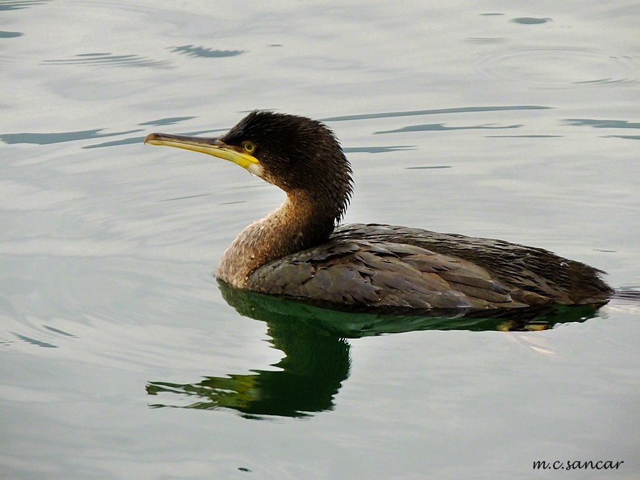 Cormorán Moñudo - ML260459681