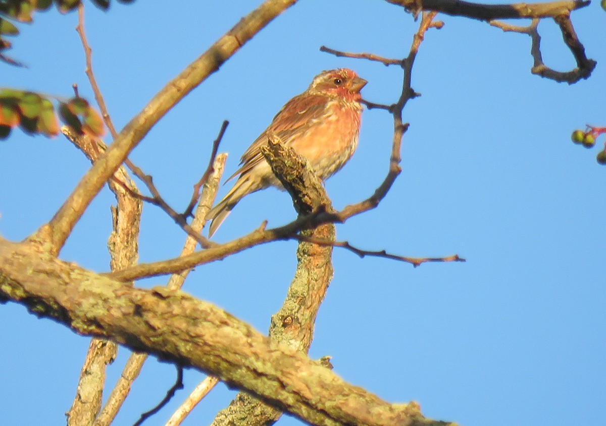 Purple Finch - ML260459871