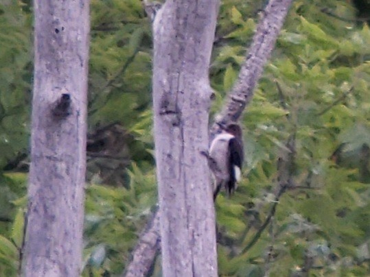 Red-headed Woodpecker - Jay McGowan