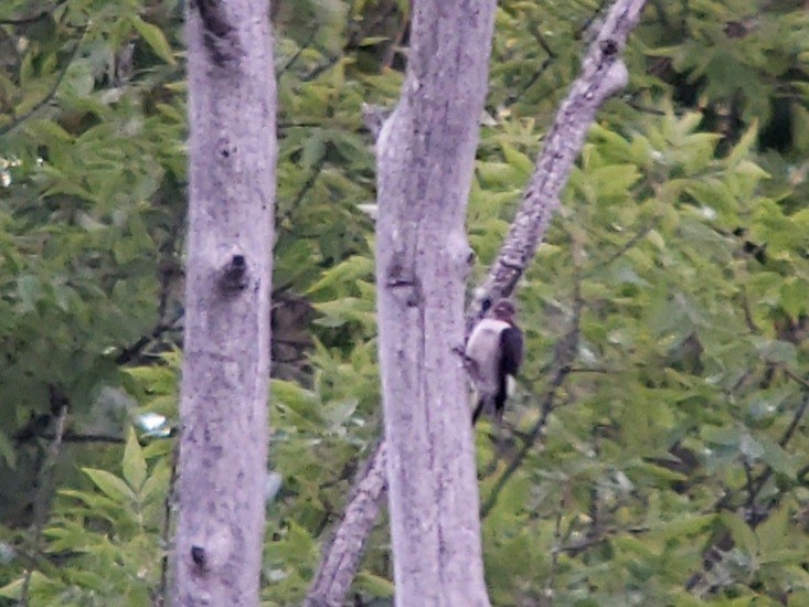 Red-headed Woodpecker - ML260460991