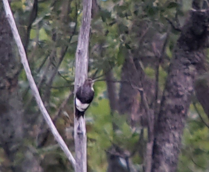 Red-headed Woodpecker - ML260461001