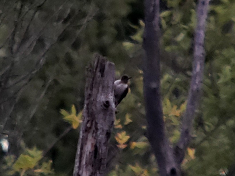 Red-headed Woodpecker - ML260461011