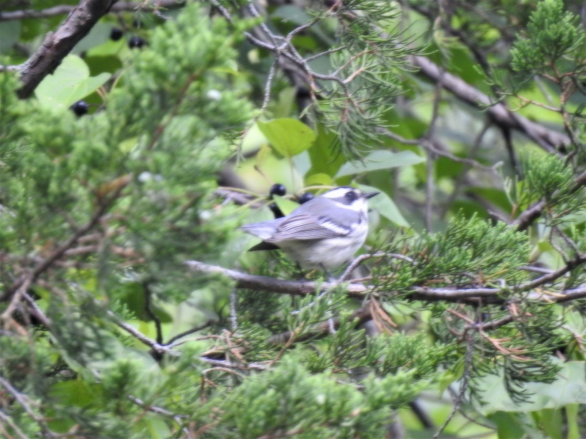 Black-throated Gray Warbler - ML260461101