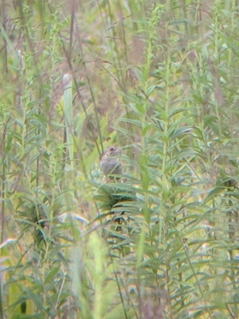 eBird Checklist - 27 Aug 2020 - Johnson County Park - 15 species