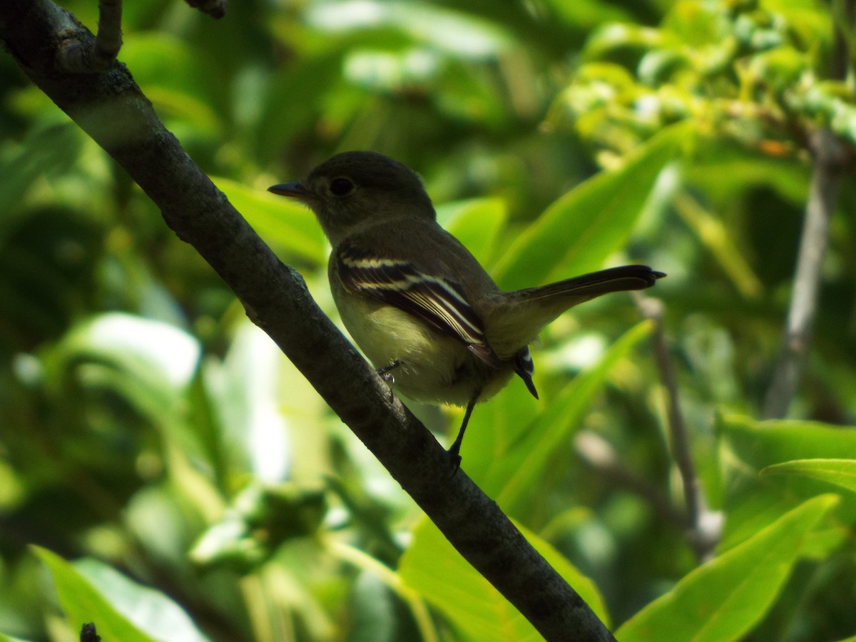 Least Flycatcher - ML260463661