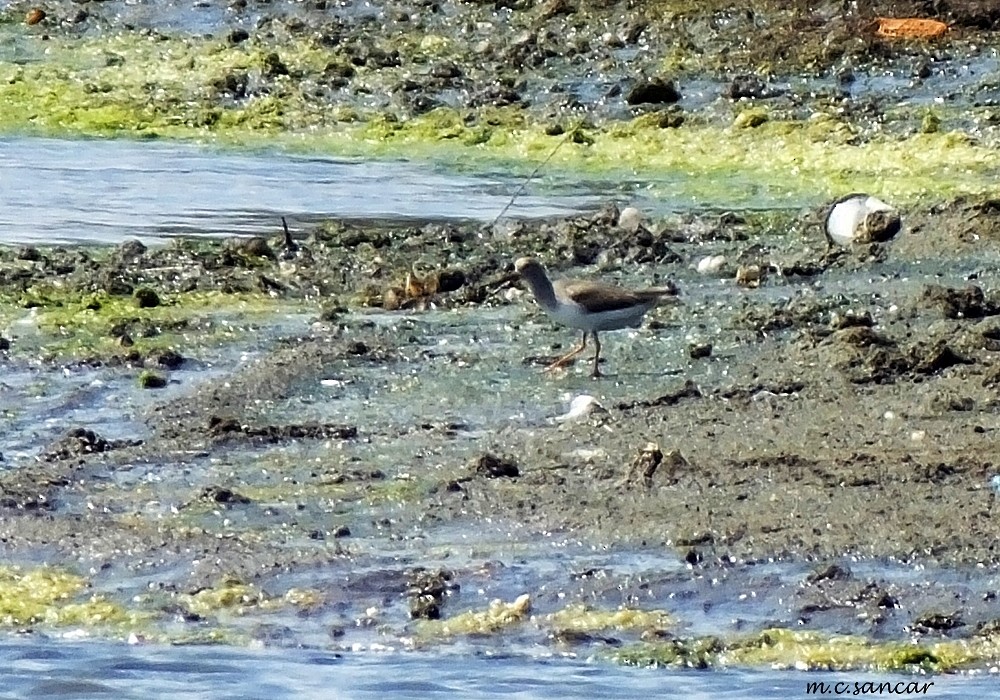 Terekwasserläufer - ML260465121