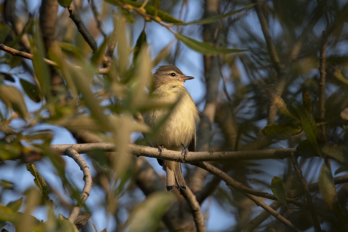 Ötücü Vireo - ML260467321