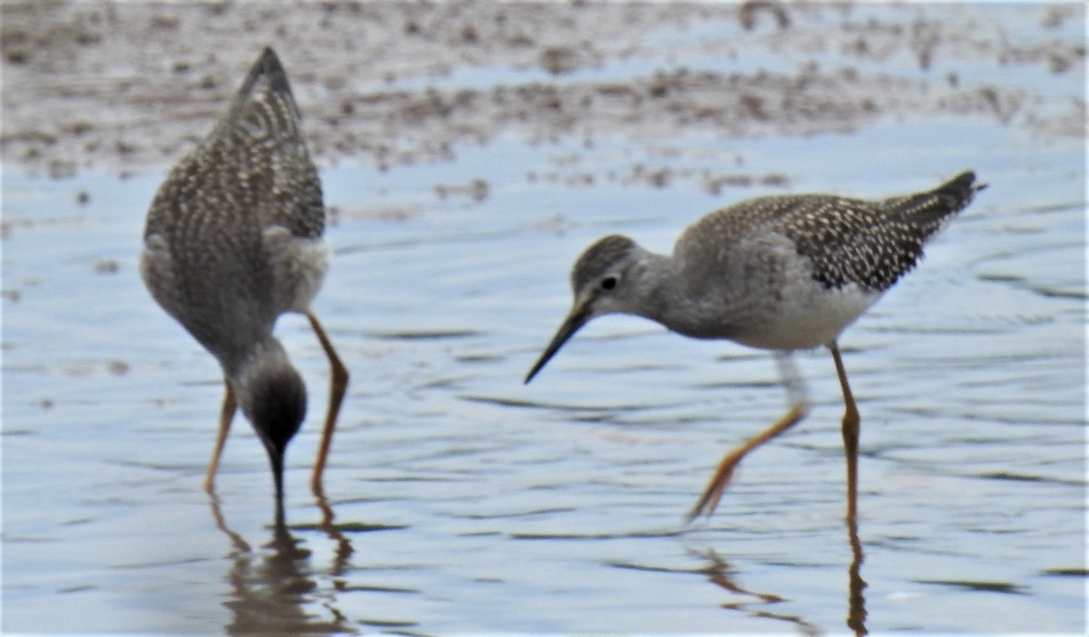 Lesser Yellowlegs - ML260467921