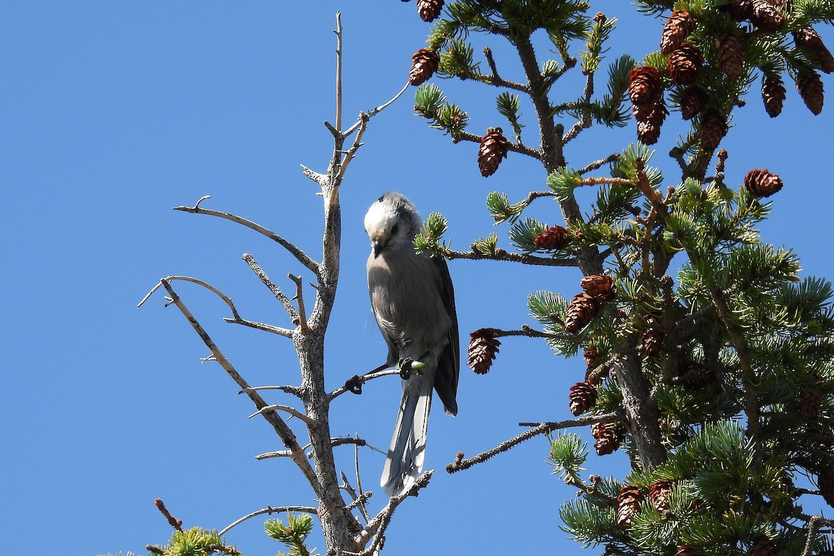 Canada Jay - ML260469301