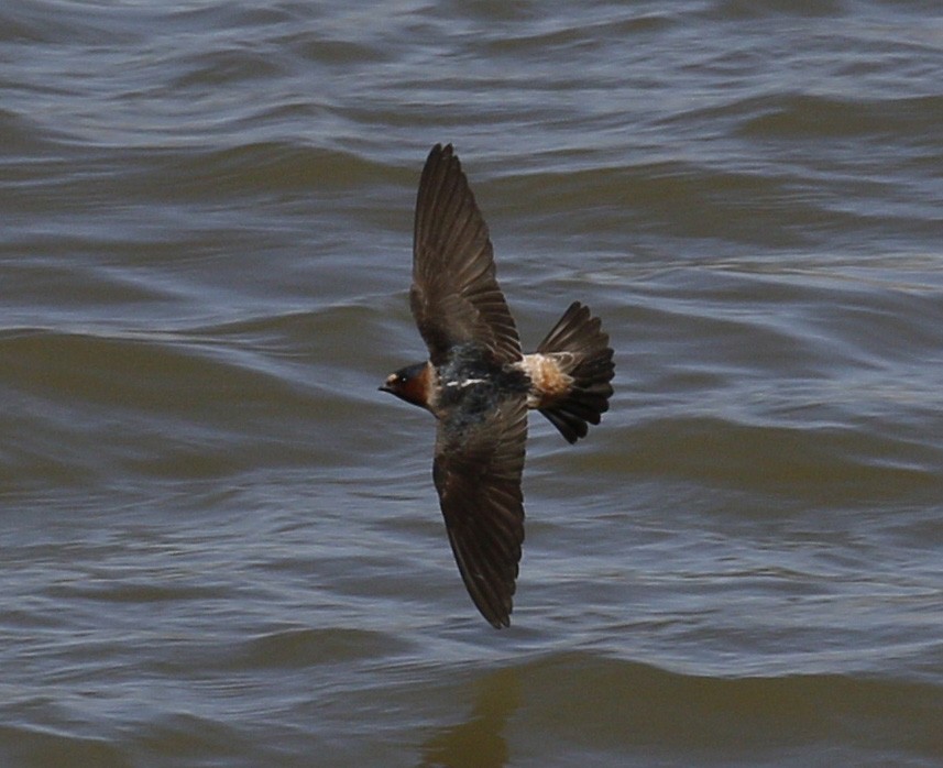 Cliff Swallow - ML26046941