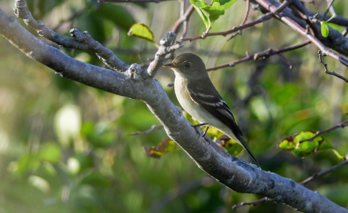Alder/Willow Flycatcher (Traill's Flycatcher) - ML260470391
