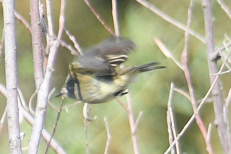 Least Flycatcher - Bart Wickel