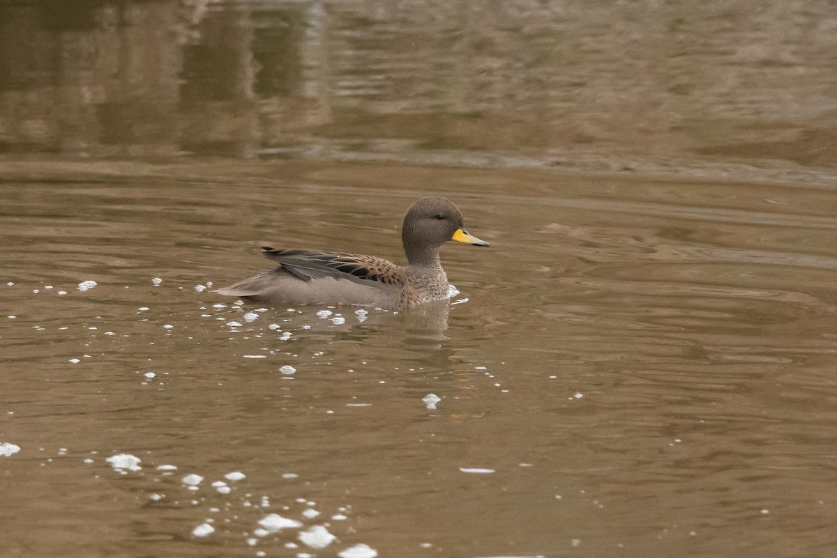 Yellow-billed Teal - Pablo Re