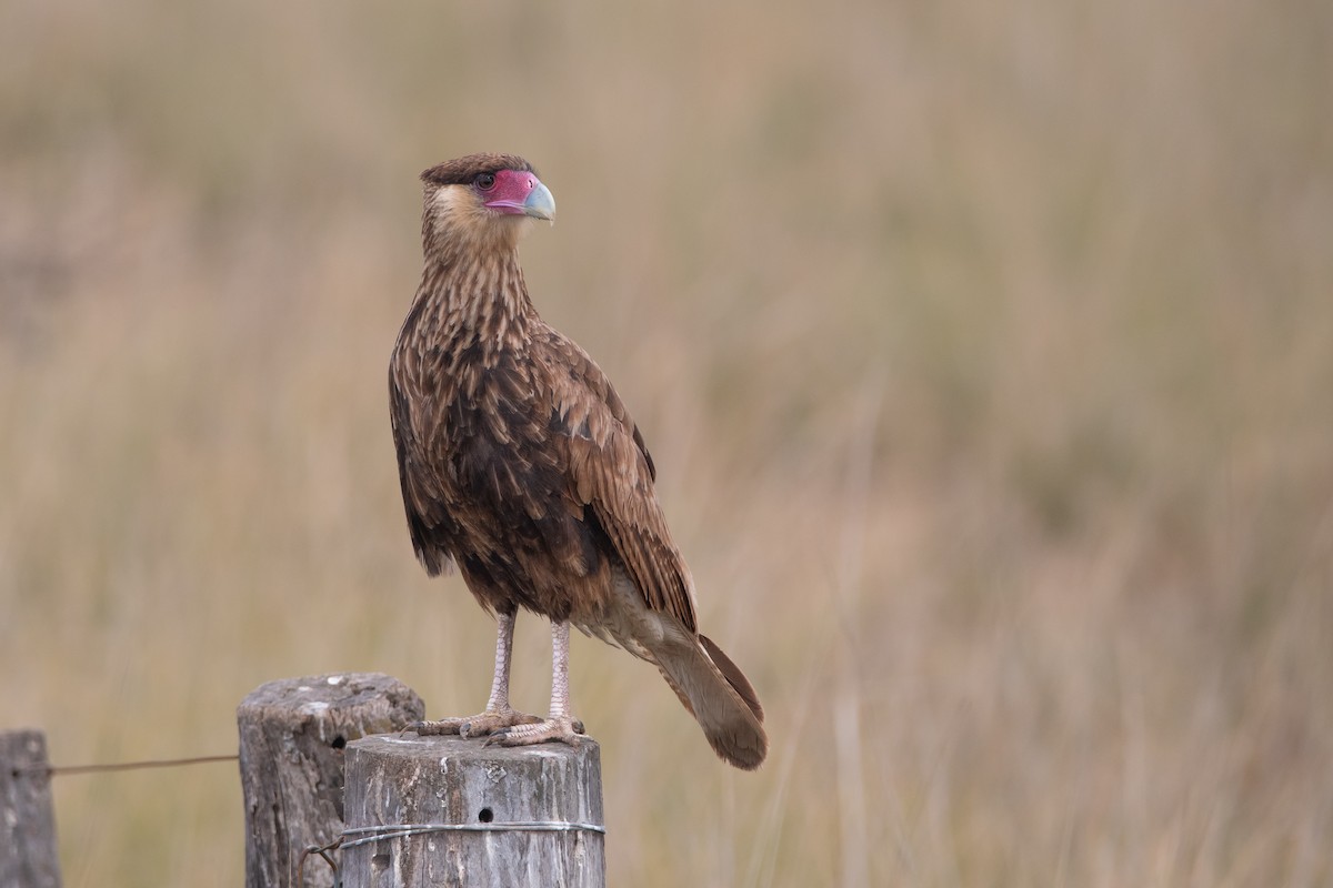 Caracara huppé (plancus) - ML260472661