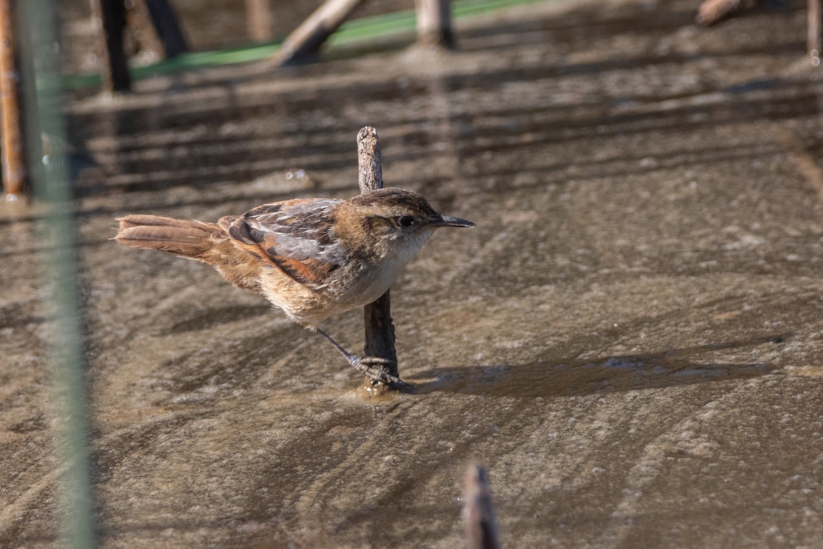 Wren-like Rushbird - Pablo Re