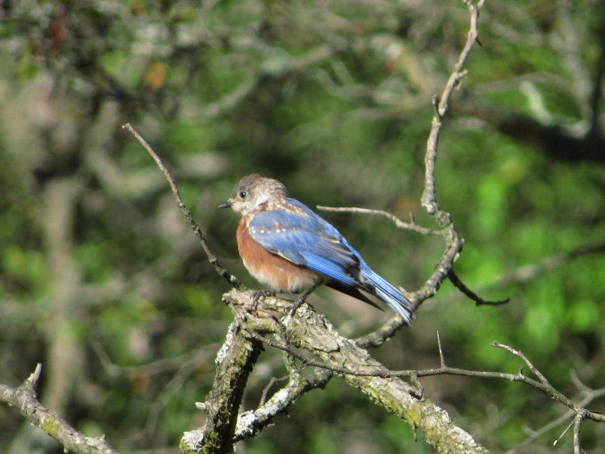 Eastern Bluebird - Pat Sterbling