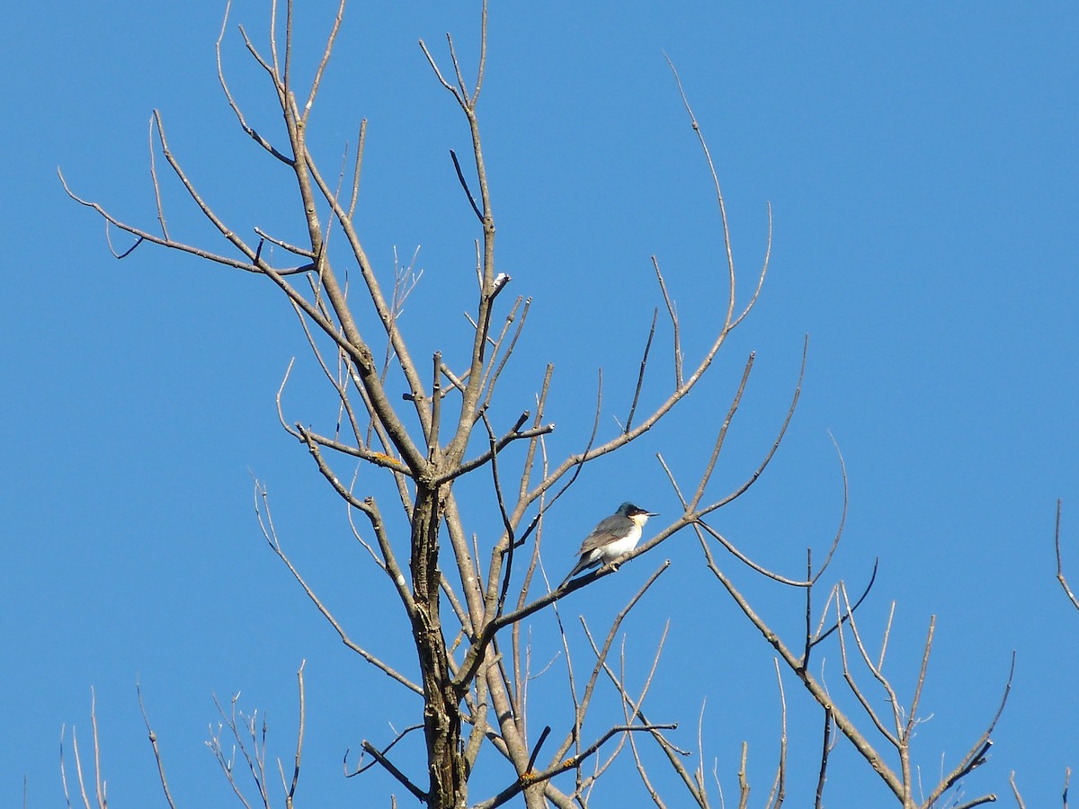 Restless Flycatcher - David Vickers