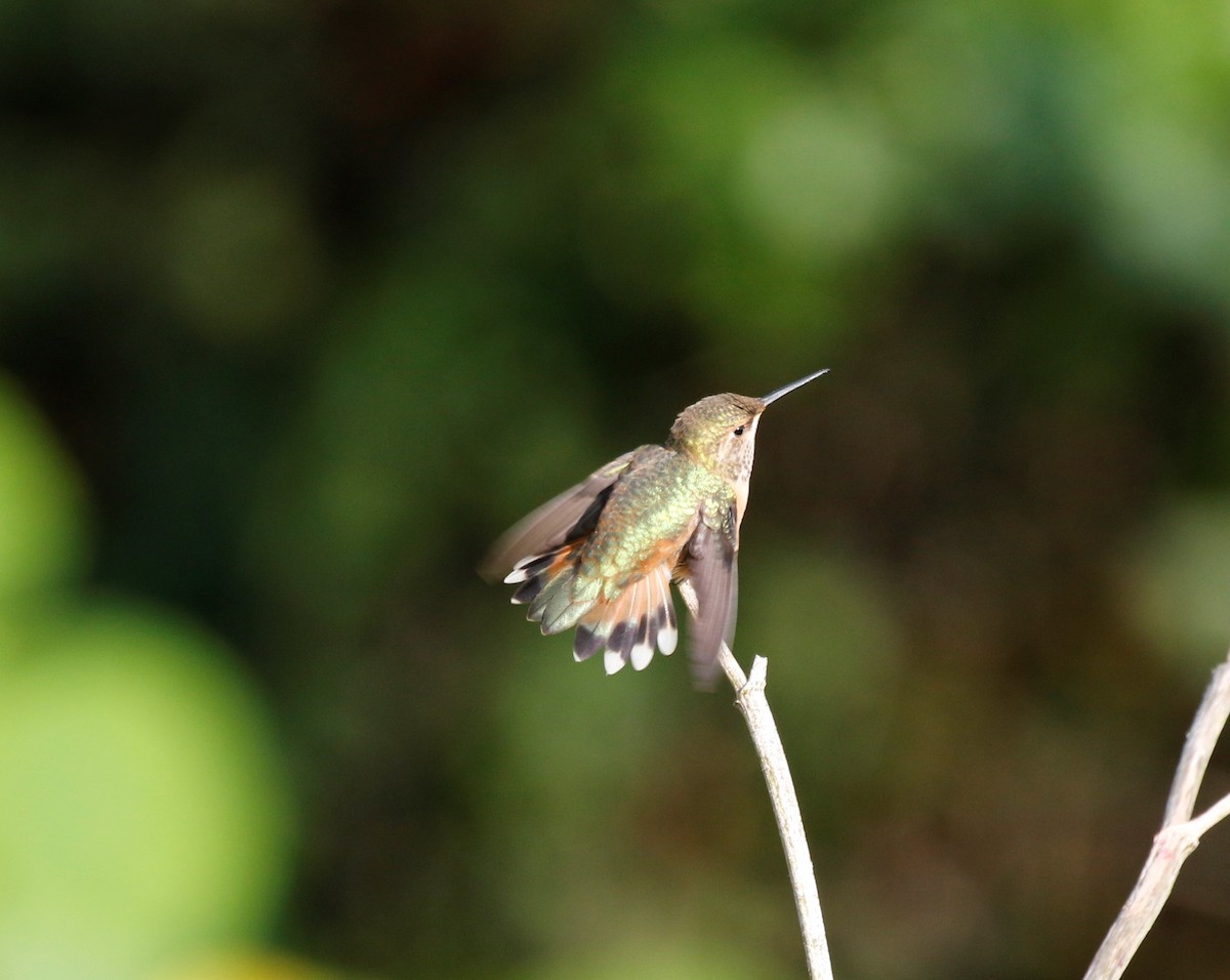 Rufous Hummingbird - ML260476081
