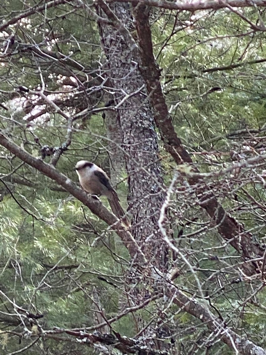 Canada Jay - ML260476381