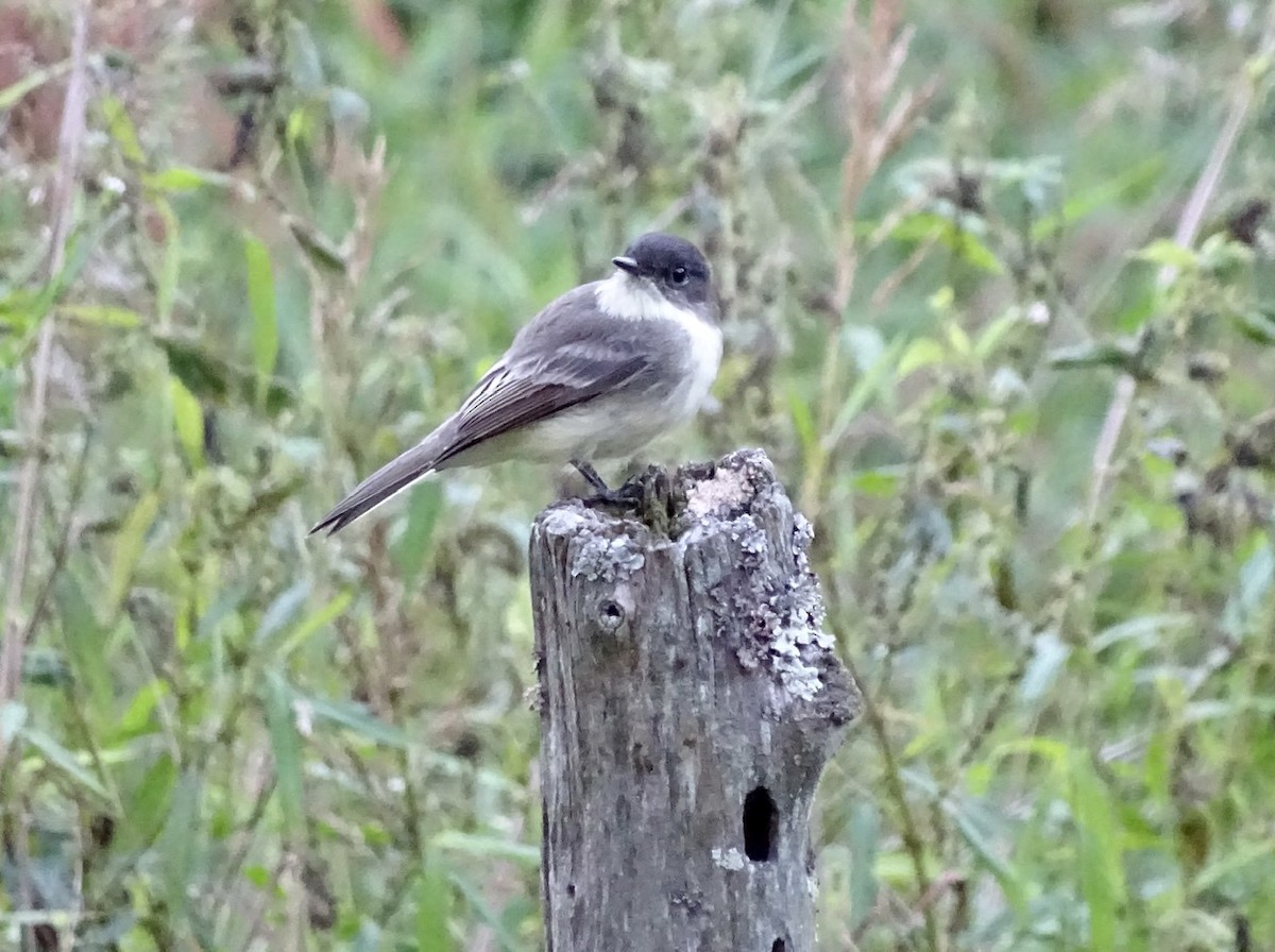 Eastern Phoebe - ML260477521