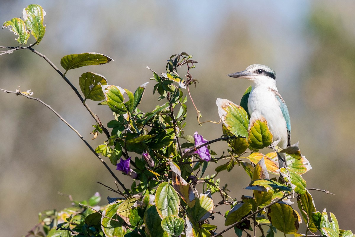 Red-backed Kingfisher - ML260477611