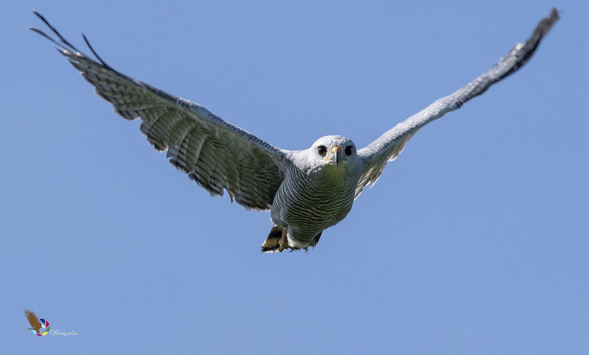 Gray-lined Hawk - fernando Burgalin Sequeria