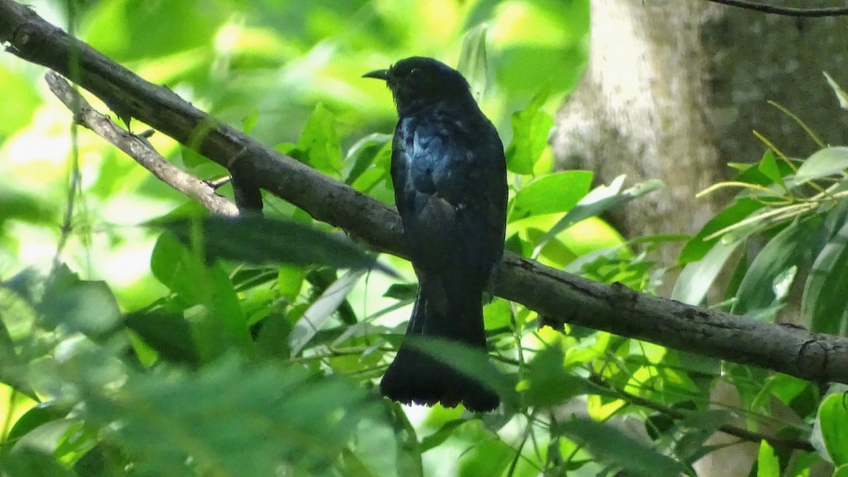 Philippine Drongo-Cuckoo - ML260479511