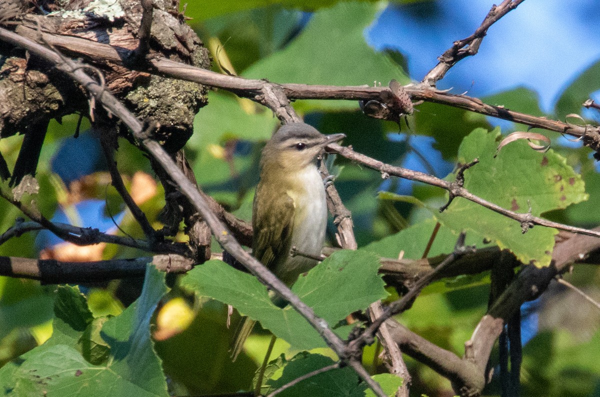 Red-eyed Vireo - Scott Townley