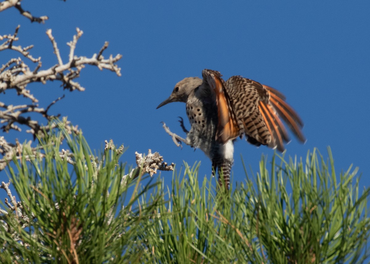 Northern Flicker - Sandra Ewald