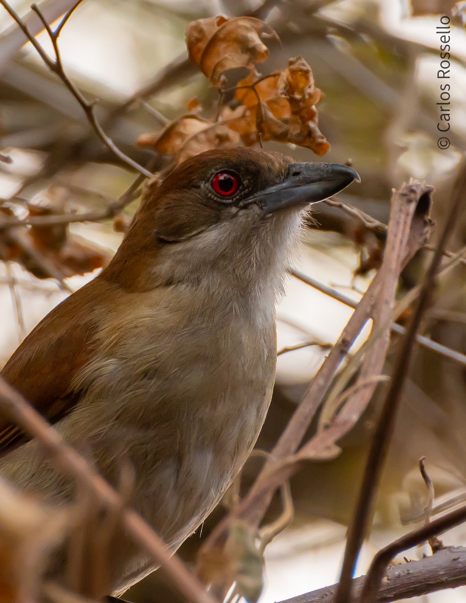 Batará Mayor - ML260484701