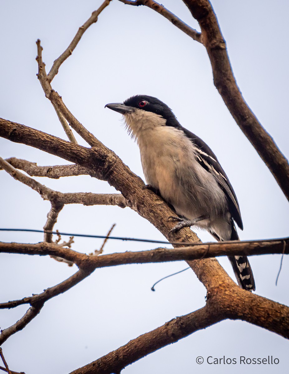 Great Antshrike - ML260484781