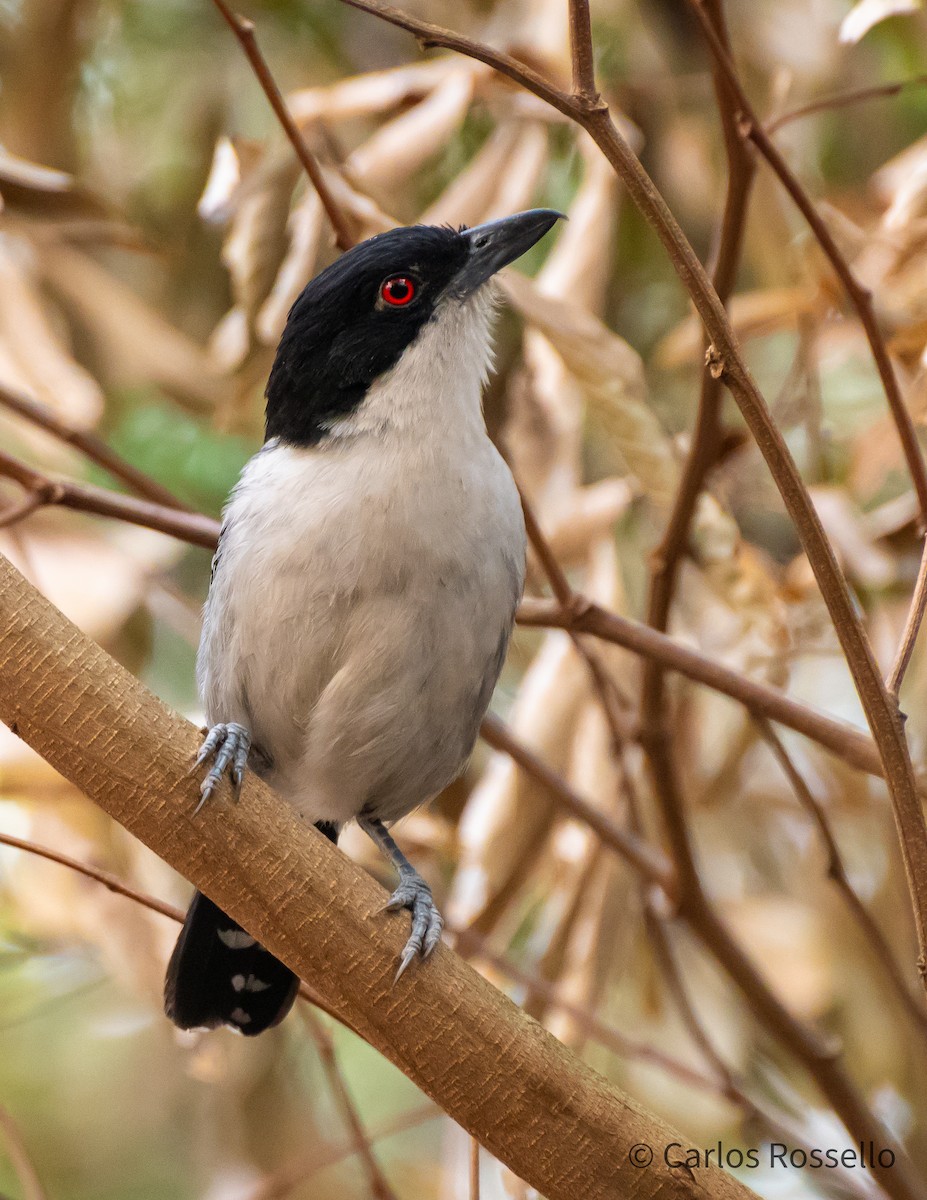 Great Antshrike - ML260484821